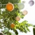 cotton-ball-lights-outdoor-light-string-jungla-mood-05.jpg