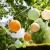 cotton-ball-lights-outdoor-light-string-jungla-mood-04.jpg