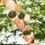 cotton-ball-lights-outdoor-light-string-jardin-mood-07.jpg